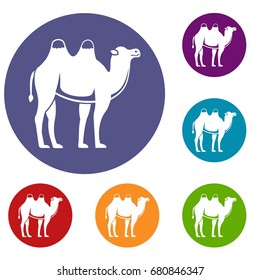 Camel icons set in flat circle red, blue and green color for web