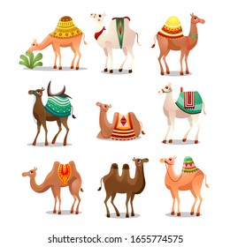 Camel Icons Set . Raster illustration in flat cartoon style