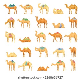 Camel icons set. Stickers with different desert Egyptian or African camels with accessories in tribal oriental style. Dubai mammals with humps. Cartoon flat vector collection isolated on white