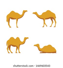 Camel illustration animal design set. Eid Al Adha Mubarak camel set on white background. Vector design.