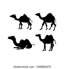 Camel Illustration Animal Vector Design
