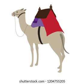 camel illustration back
