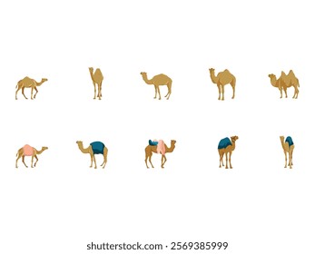 Camel Illustration Design Element Set