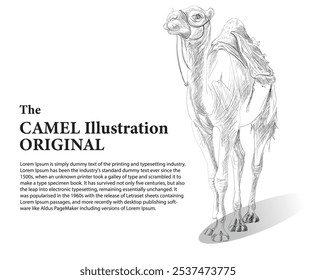 Camelo Ilustração, desenho à mão, original