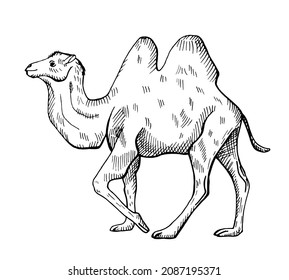 Camel illustration on isolated white background. Vector illustration animal from Middle and Central Asia. Simple design characters wildlife in engraving style.