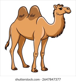 Ilustração de camelo sobre fundo branco. Vetor animal do deserto para safári e temas do Oriente Médio.