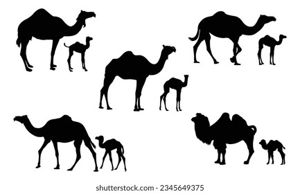Camel illustration set on white background, vector, isolated. vector illustration