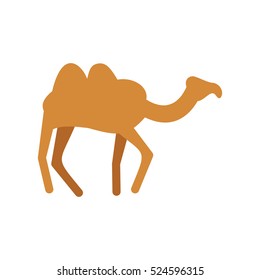 Camel isolated. Desert animals on white background