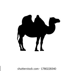 Camel isolated on white background. Black ink hand drawn image in retro style. Side view with space for text. Vector illustration.