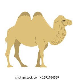 10,635 Camel drawing Images, Stock Photos & Vectors | Shutterstock