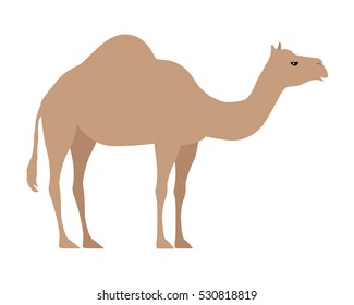 Camel isolated on white background. Even-toed ungulate within the genus Camelus, bearing distinctive fatty deposits known as humps on its back. Sticker for children. Vector design illustration