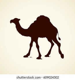 Camel isolated on white background. Black ink hand drawn picture in retro style. Side view with space for text