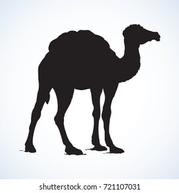 Camel isolated on white background. Black ink hand drawn image in retro style. Side view with space for text