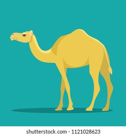 Camel isolated. Vector flat style illustration