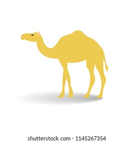 Camel isolated. Vector flat style illustration