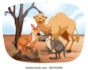 Camel and kangaroos standing in the desert