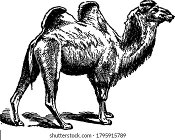 Camel lacks horns and is characterized by a fissure in the upper lip, a long and arched neck, one or two humps or protuberances on the back, and a broad elastic foot ending in two small hoofs, vintage
