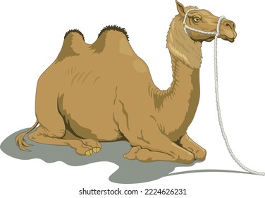 Camel Laying Down Vector Illustration