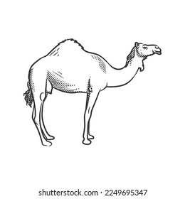 Camel line art black and white illustration, camel drawing illustration