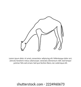 Camel line design. Simple animal silhouette decorative elements drawn with one continuous line. Vector illustration of minimalist style on white background.