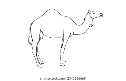 Camel line drawing on white background, vector, isolated. Camel, symbol of the desert. vector illustration