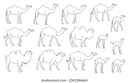 Camel line drawing set on white background, vector, isolated. Camel, symbol of the desert. vector illustration