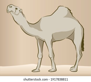 Camel in line drawing vector design work
