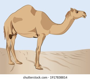 Camel in line drawing vector design work