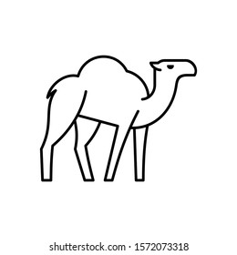 Camel line icon. Icon design. Template elements