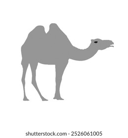 Camel line and solid icon, outline style icon for web site or mobile app, zoo and animal, Arabian camel vector icon, simple vector illustration, vector graphics
