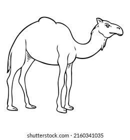 camel line vector illustration,isolated on white background,top view