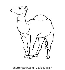 camel line vector illustration,isolated on white background,top view