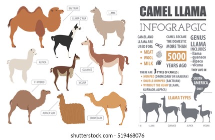 Camel, llama, guanaco, alpaca  breeds infographic template. Animal farm isolated icon set. Flat design. Vector illustration