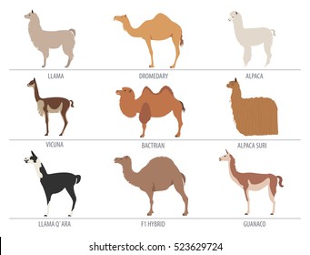 Camel, llama, guanaco, alpaca breeds icon set. Animal farming. Flat design. Vector illustration