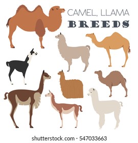 Camel, llama, guanaco, alpaca breeds icon set. Animal farming. Flat design. Vector illustration