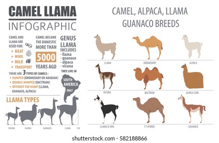 Camel, llama, guanaco, alpaca  breeds infographic template. Animal farming. Flat design. Vector illustration