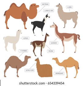 Camel, llama, guanaco, alpaca breeds icon set. Animal farming. Flat design. Vector illustration
