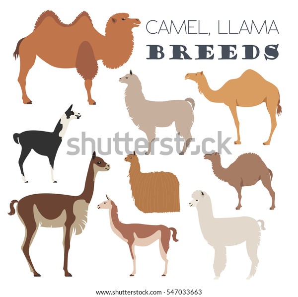 Camel Llama Guanaco Alpaca Breeds Icon Stock Vector (Royalty Free ...