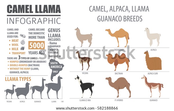 Camel Llama Guanaco Alpaca Breeds Infographic Stock Vector (Royalty ...