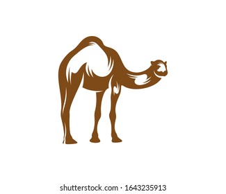 
Camel logo vector, Animal graphic, Camel design Template illustration