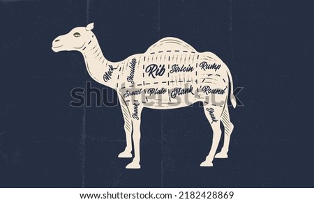 Camel meat chart. Butchery poster with camel meat cuts and paper craft texture. Vintage butcher meat diagram. Vector illustration