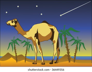 Camel on a background of mountains and sea