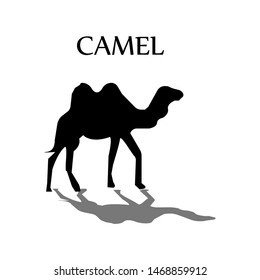 Camel on black and white vector design