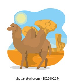 Camel on desert