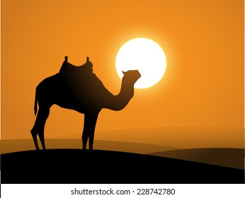 Camel  on the desert over the sunset vector