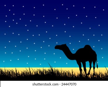 camel on the field