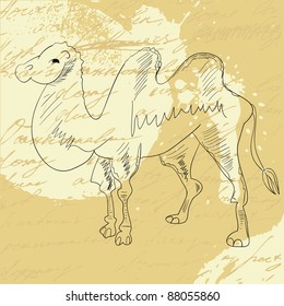 Camel on grunge background