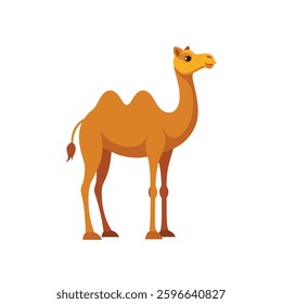 Camel on white back ground. Camel vector.