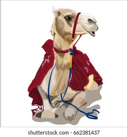 Camel on a white background.Vector illustration, graphics, art
