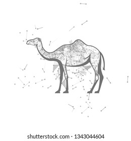 camel.  Polygonal wireframe camel silhouette. low poly vector illustrations on background of points and lines.